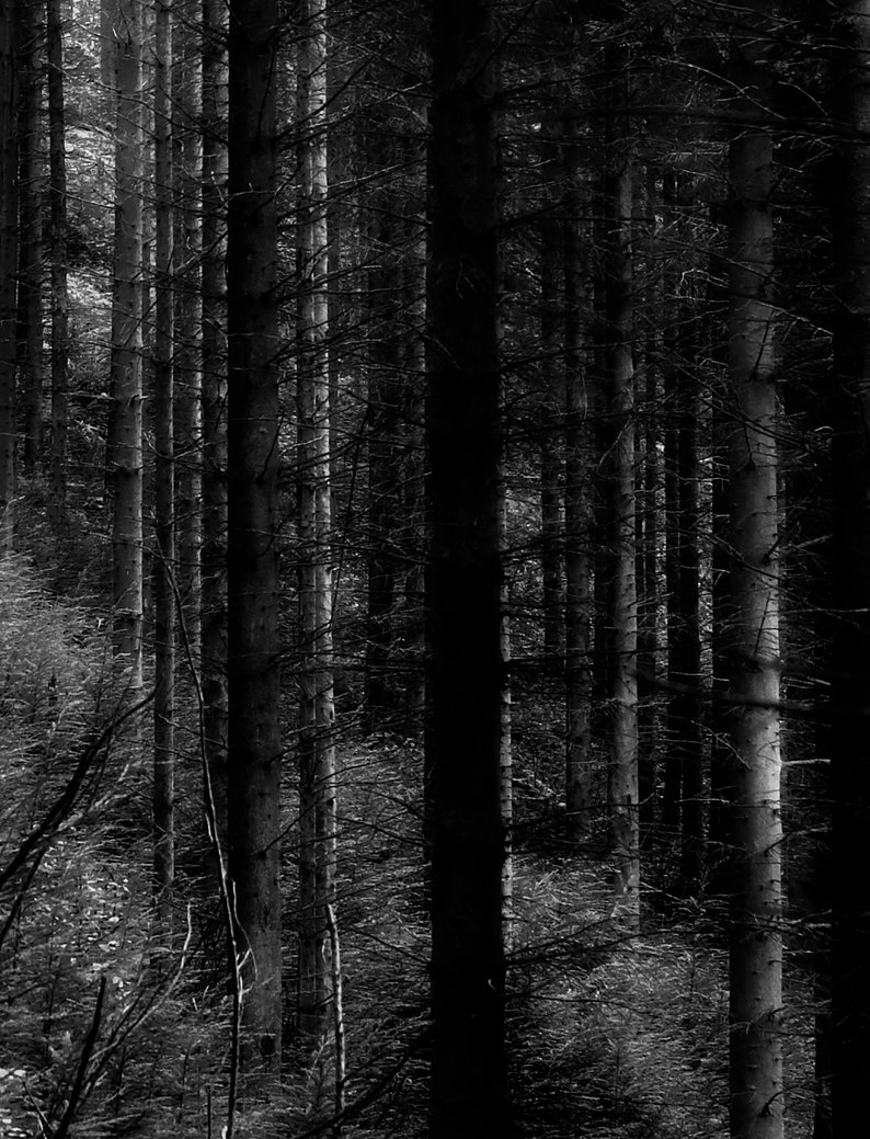 Dark Woodland Art Prints Tree Print Black &amp; White Woodland | Etsy