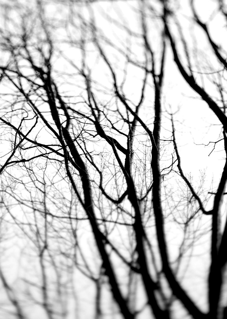 Black White Tree Wall Art Set of 2 Landscape Prints Forest Etsy