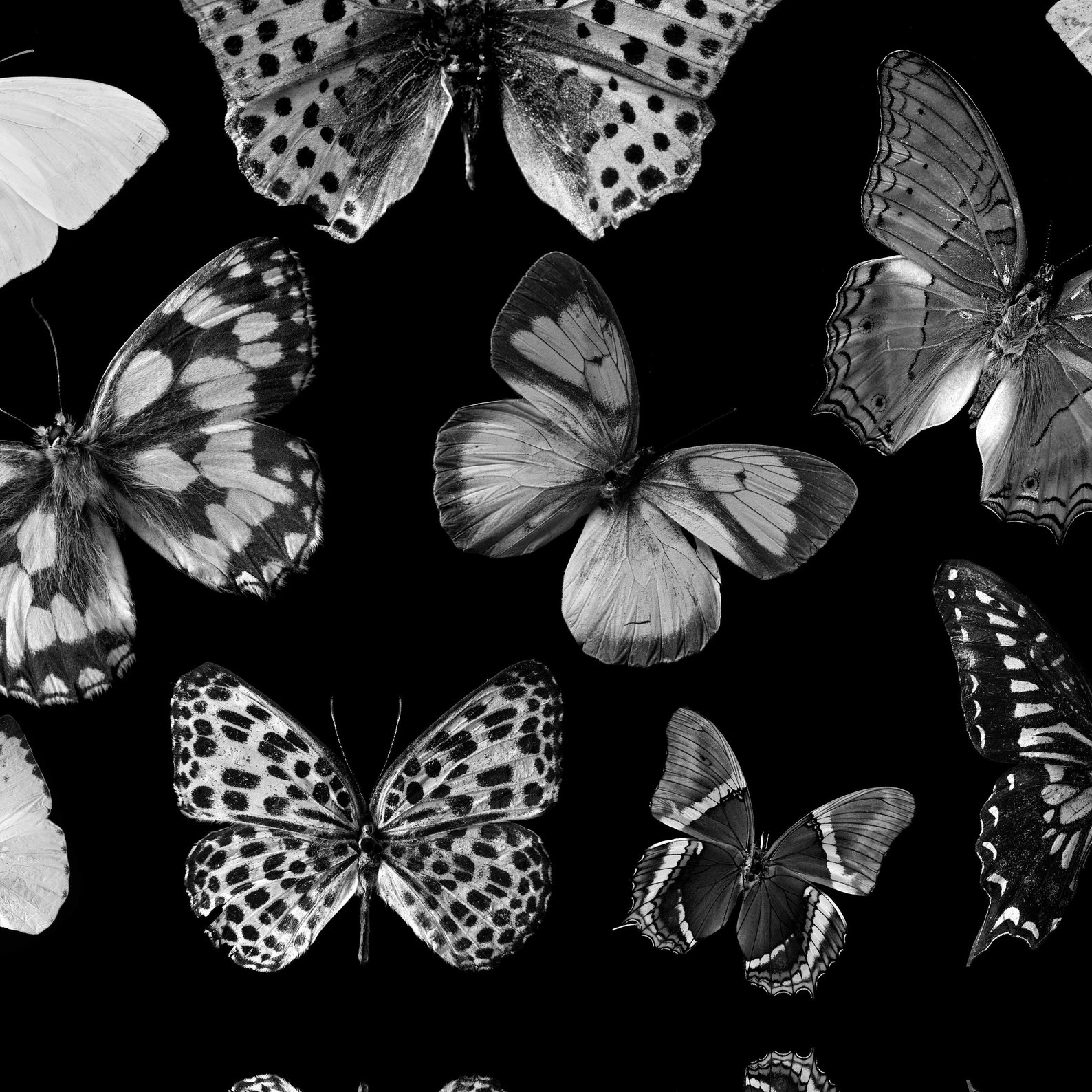Printable Black & White Butterfly Art Print Butterfly Decor Etsy