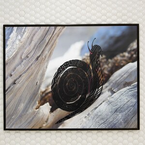 May include: A black and white illustration of a snail with a detailed shell design on a background of weathered driftwood.