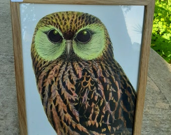 Owl of Vanilla Fly from Denmark in wooden frame.