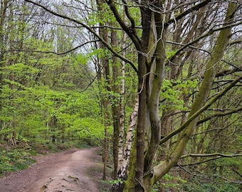 Bluebell woods