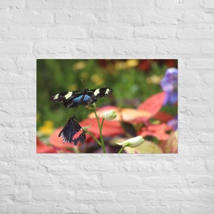 Stampa fotografica a farfalla colorata / Blu verde Fiori gialli / Fauna selvatica Natura scenica Immagine / Poster di carta fotografica / Arte murale Home Decor