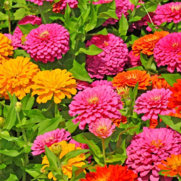 Graines de zinnias en mélange de couleurs