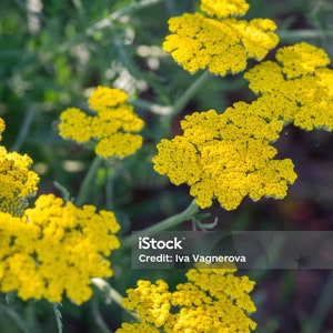 Samen der gelben Schafgarbe Filipendulina