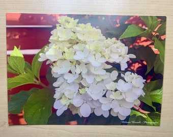 Hydrangea postcard