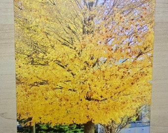 Autumn tree postcard