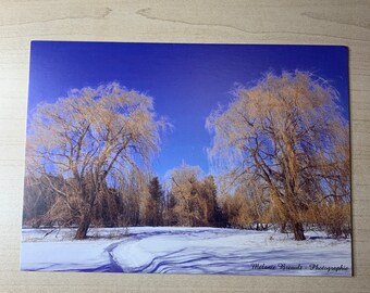 Weeping willows postcard