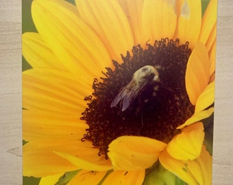 Sunflower postcard