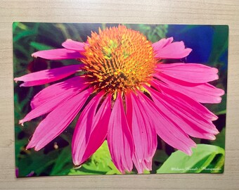 Echinacea postcard