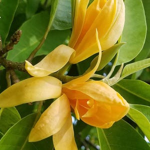 Yellow Golden Magnolia Champaca, Joy Perfume Tree, Live Plant