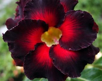 Desert rose, Adenium, grafted plant. Dark colors
