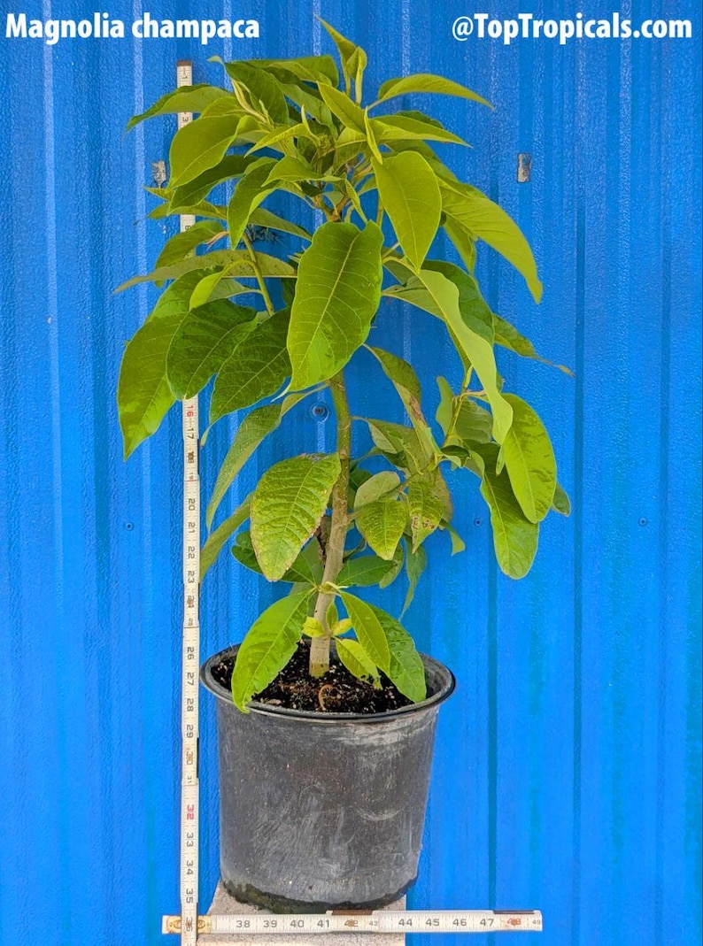 Top Tropicals Magnolia Champaca - Thumbnail 3