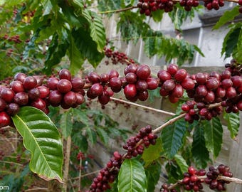 Könnte beinhalten: Ein Kaffeepflanzenzweig voller Trauben reifer, tiefroter Kaffeekirschen und glänzender, dunkelgrüner Blätter. Der Text TopTropicals.com ist in der unteren linken Ecke des Bildes vor einem hellen Holzzaunhintergrund deutlich zu erkennen.