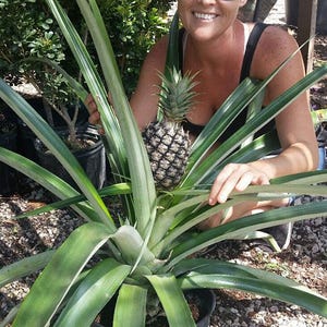 May include: A pineapple plant with long, green leaves and a developing pineapple fruit. The plant is in a black pot, and the background includes other plants and a person wearing sunglasses.