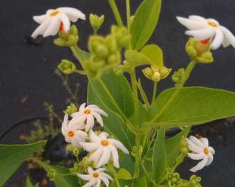 Parijat, Perfume Night Jasmine, Fragrant Sacred Hindu Live Plant in 3 gal, 2-3 ft tall