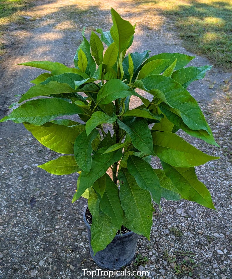 Top Tropicals Magnolia Champaca - Thumbnail 2