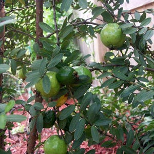 Guava tree Dwarf Hawaiian Nana Psidium guajava Tree Live Plant in 2 gal pot