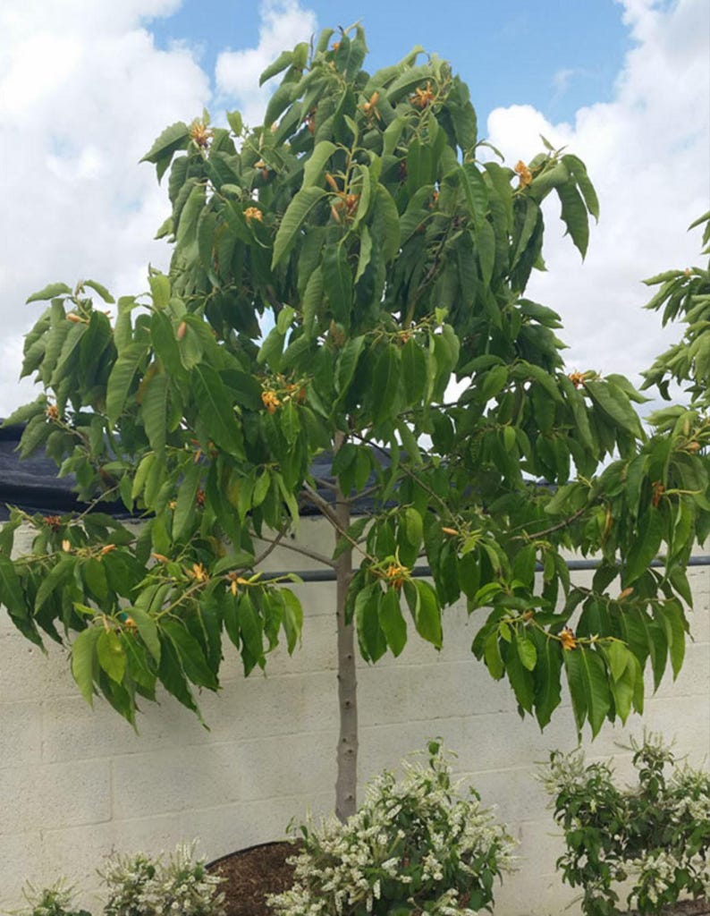 Top Tropicals Magnolia Champaca - Thumbnail 4