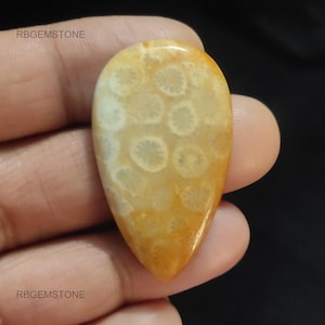 Natural Fossil Coral Healing Gemstone/ Multicolor Coral Cabochon/ Coral Cabs / Pear Stone/ For Making Jewelry Crafts