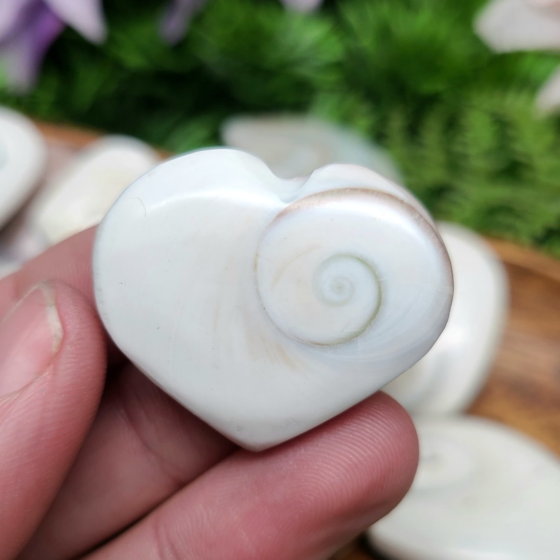 Shiva Shell Heart Single Heart Randomly Selected - Etsy UK