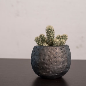 Op de afbeelding: Een kleine, ronde, donkergrijze keramische plantenpot met een getextureerd, kuiltjesoppervlak met een groene cactus met meerdere stengels. De tekst "Clay & Wood DESIGN" is zichtbaar in de linkerbenedenhoek van de afbeelding.