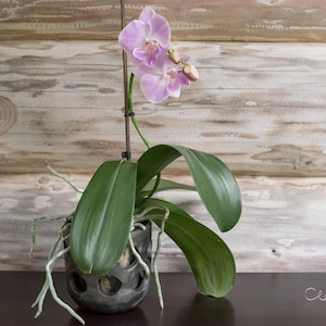 Maceta decorativa de cerámica hecha a mano, de color negro, con orificios para la iluminación de las raíces. Especialmente adecuada para orquídeas Phalaenopsis. Estilo nórdico minimalista.