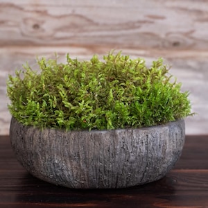 May include: A round, grey, textured concrete planter filled with vibrant green moss. The moss is lush and full, creating a natural, decorative element. The planter sits on a dark wooden surface.