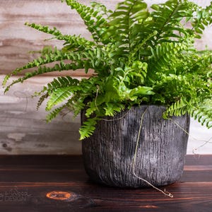 Può includere: Una rigogliosa felce verde in un vaso grigio scuro strutturato. Il vaso ha un aspetto ruvido, simile alla corteccia, e poggia su una superficie di legno marrone scuro. Lo sfondo presenta una parete di legno di colore chiaro.