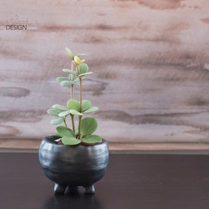 May include: A small, dark grey ceramic planter with three short legs, containing a small green plant with round leaves. The planter has a textured surface. The background is a light brown wooden wall. The text "Clay & Wood DESIGN" is in the upper left corner.