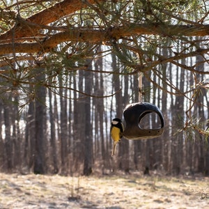 Può includere: Un mangiatoia per uccelli in ceramica nera appesa a un ramo di pino in un ambiente boschivo. Un piccolo uccello giallo e nero è appollaiato sulla mangiatoia.