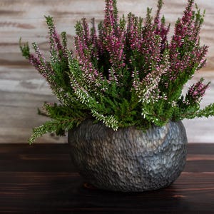 May include: A vibrant heather plant with small, deep pink and white flowers and green foliage, potted in a round, dark gray ceramic vessel featuring a textured, hammered surface with visible indentations across the exterior of the container.