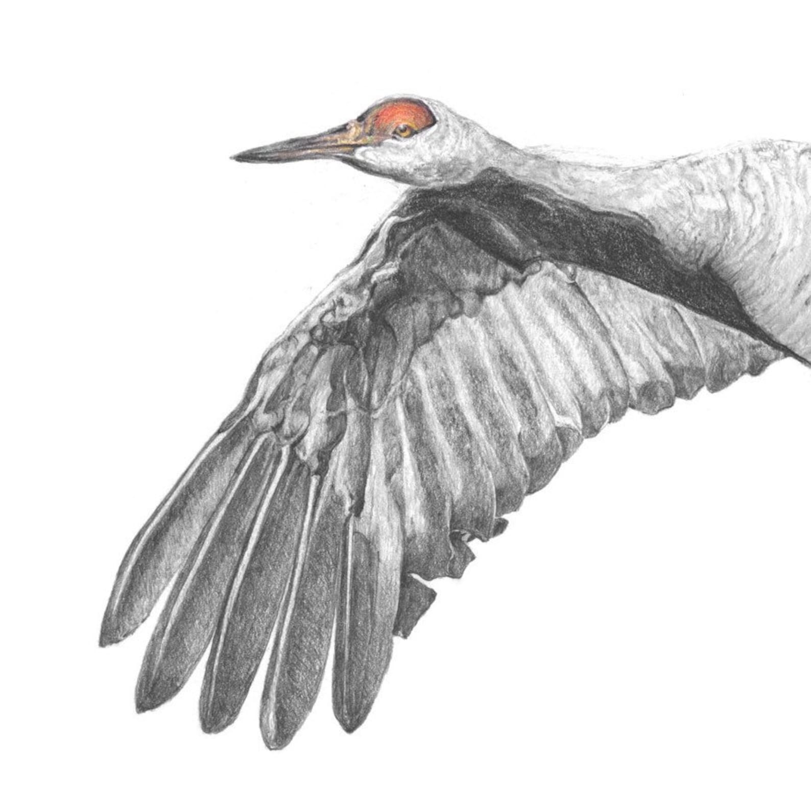 A Sandhill Crane - Etsy