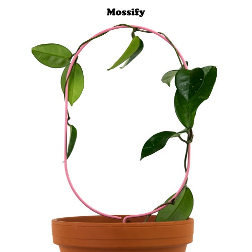 Oval Metal Trellis - For Climbing Plants - Best Seller - Plant Trellis - Trailing Plant Support - Elegant Hoya & Ivy Trellis - Best Seller