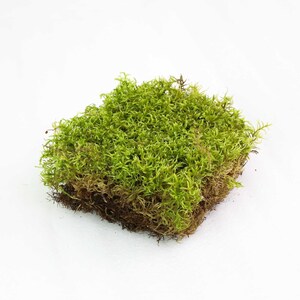 Natural Forest Moss - Pleurozium Schreberi, Forest Moss Mat, Green Moss for Decor, Fairy Garden Moss, Real Preserved Moss, Gardening Moss
