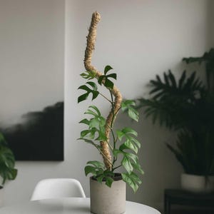 Bendable Moss Pole™ with Stone Base – Flexible Plant Support for Monstera, Climbing & Tropical Houseplants
