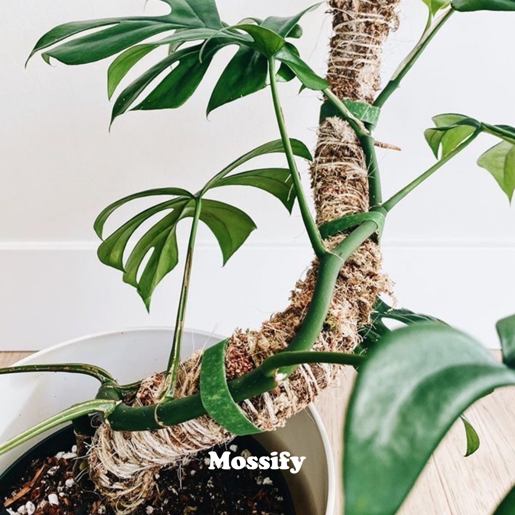 The Original Bendable Moss Pole™ Best-seller Pour plantes