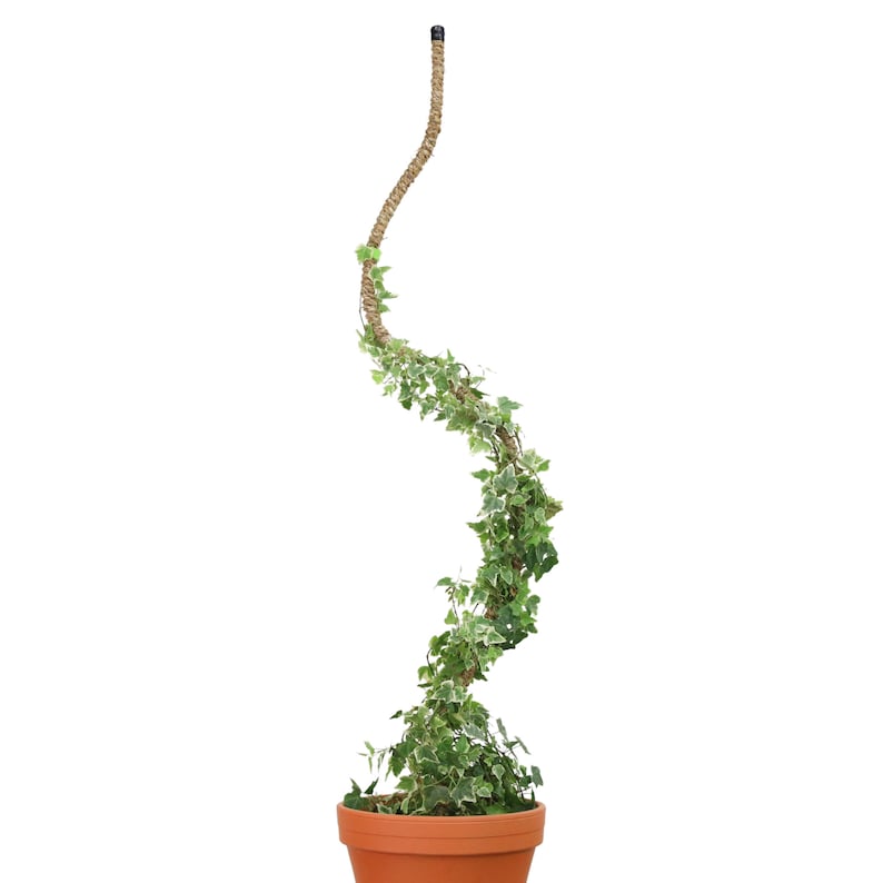 The Original Bendable Coir Pole™ For Climbing Plants Best Seller Plant Trellis Trailing Plant Support Manila Coir Pole image 8