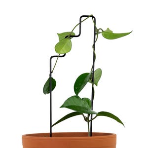 Plantentrap metalen latwerk - latwerk voor binnentuin - hangende ondersteuning - elegant hoya-klimop-latwerk - bestseller