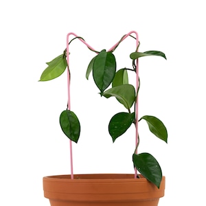 M Metal Trellis, Indoor Garden M Trellis, Trailing Support, Elegant Hoya & Ivy Trellis, Stylish Metal Trellis, Decorative Houseplant Trellis