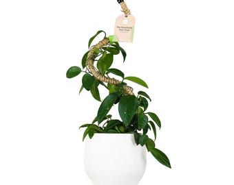 Bendable Coir Pole™ for Climbing Plants – Flexible Indoor Plant Support with Natural Manila Coir + Reusable Tape - 16" 30" 42" 54" Sizes