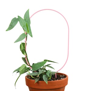 May include: A potted plant with green leaves and a pink, oval-shaped trellis. The plant is in a terracotta pot, and the trellis provides support for the climbing vines. The background is plain white.