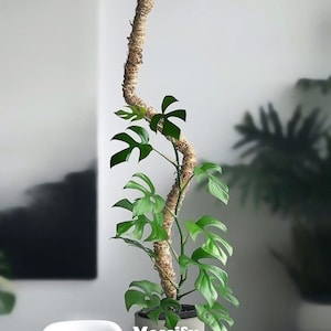 The Original Bendable Moss Pole, For Climbers Grow Pole, Indoor Garden Support, Hand Made Moss Pole, Premium Moss Pole, Plant Support Pole