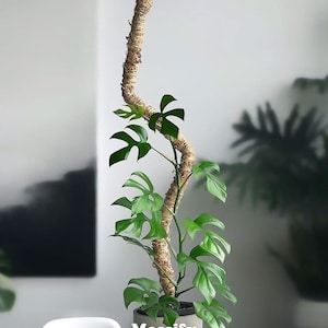 The Original Bendable Moss Pole™ - Best Seller - For Climbing Plants - Plant Support - Hand Made Moss Pole - Premium Moss Pole