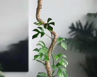 The Original Bendable Moss Pole™ - Best Seller - For Climbing Plants - Plant Support - Hand Made Moss Pole - Premium Moss Pole