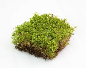 Forest Moss Square, Terrarium Garden Vivarium Moss, 6 x 6, Plateau gratuit