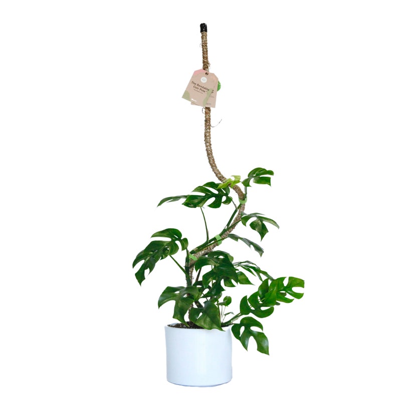 The Original Bendable Coir Pole™ For Climbing Plants Best Seller Plant Trellis Trailing Plant Support Manila Coir Pole image 7