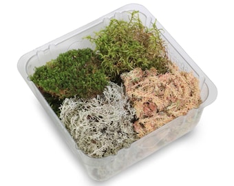 Live Moss Variety Pack for Terrariums, Reptiles, Bonsai, Crafts – 6"x6" Tray - 4 Moss Species