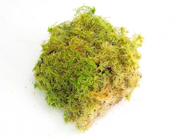Live Sphagnum Moss 15x15cm Pad für Terrarien, Orchideen, Reptilien, Bonsai & Kunsthandwerk – Kanadisches Moos – Revita-Moss™ – gratis Tablett!