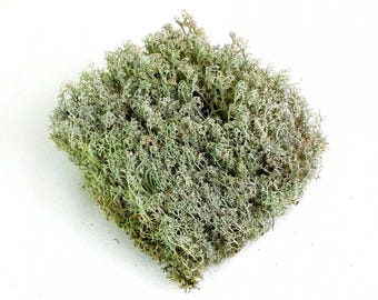 Live Lichen Moss 6"x6" Sheet for Terrariums, Crafts, Reptile Habitats & Natural Décor – Canadian Cladonia – Revita-Moss™ – Free Tray!